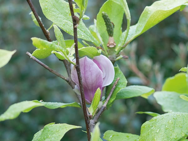 A flowering magnolia.